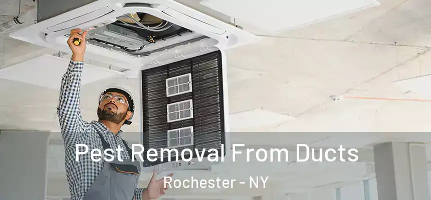  Pest Removal From Ducts Rochester - NY